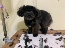 Dog Groomer in Sooke, BC - Photo 10