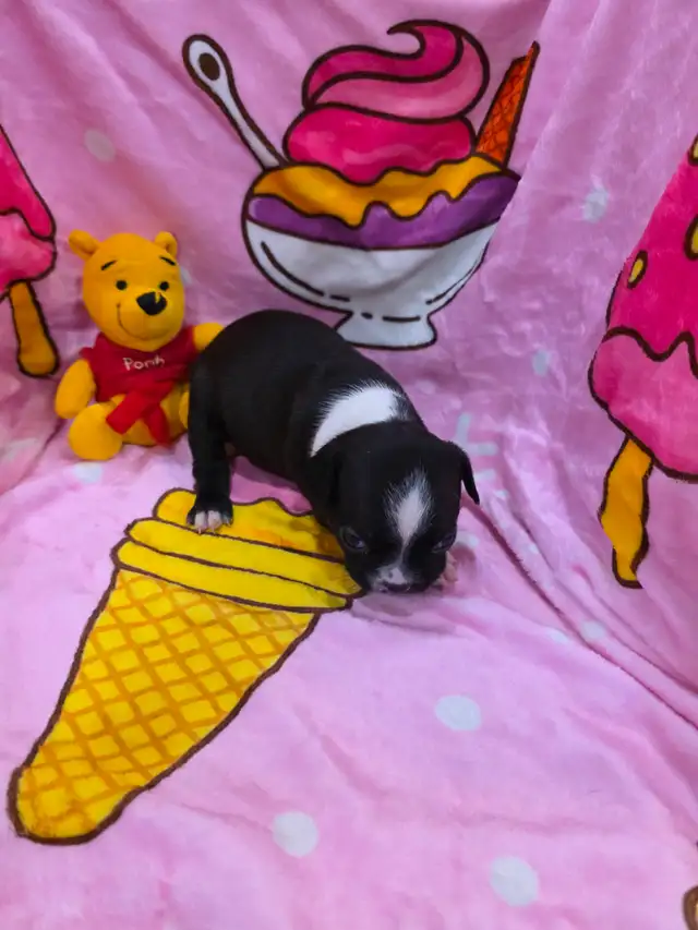Chiots Boston-Terrier