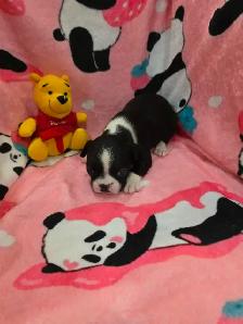 Chiots Boston-Terrier - Photo 2