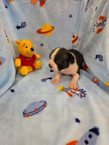 Chiots Boston-Terrier - Photo 3