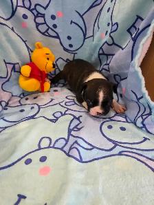 Chiots Boston-Terrier - Photo 4