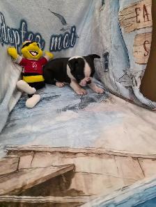 Chiots Boston-Terrier - Photo 5