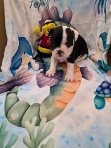 Chiots Boston-Terrier - Photo 6