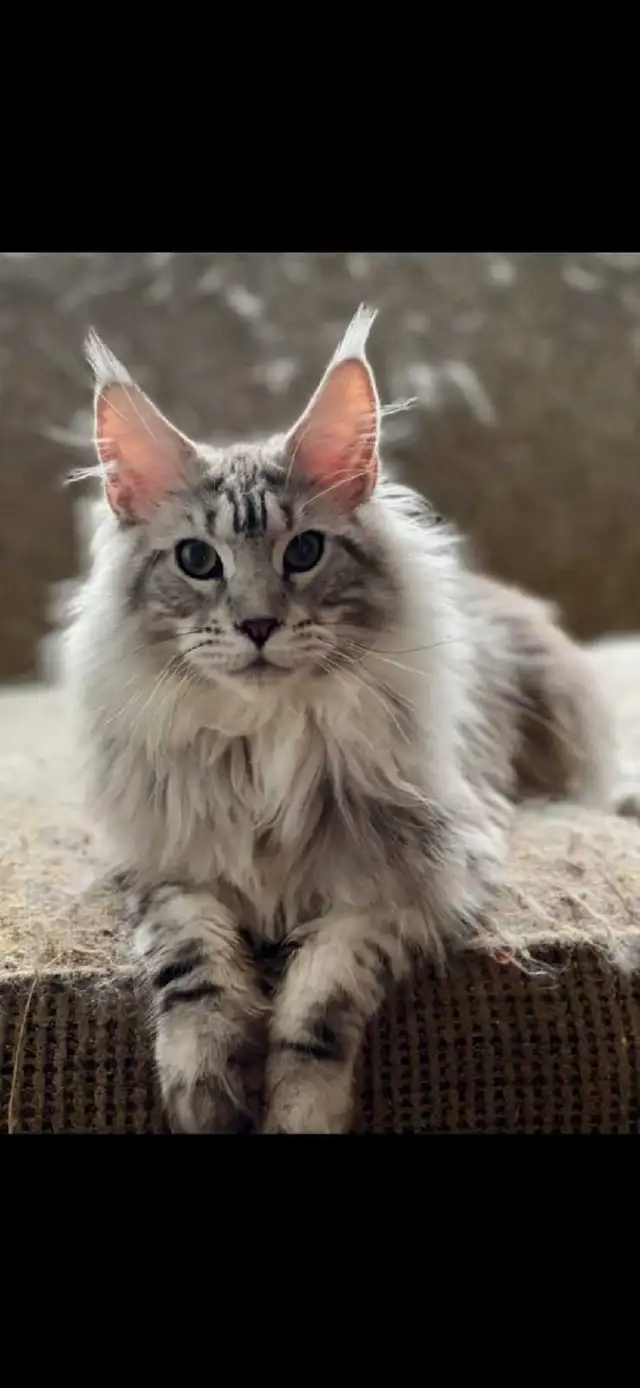TICA Registered Maine Coon Kittens and Cats