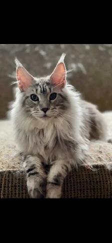 TICA Registered Maine Coon Kittens and Cats