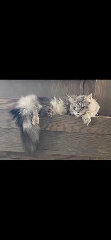 TICA Registered Maine Coon Kittens and Cats - Photo 2