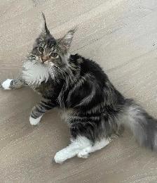 TICA Registered Maine Coon Kittens and Cats - Photo 3