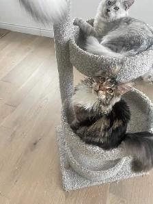 TICA Registered Maine Coon Kittens and Cats - Photo 4