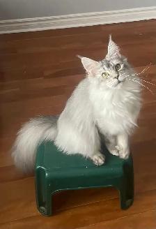 TICA Registered Maine Coon Kittens and Cats - Photo 5