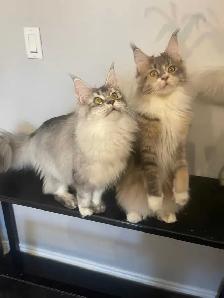 TICA Registered Maine Coon Kittens and Cats - Photo 6