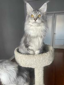 TICA Registered Maine Coon Kittens and Cats - Photo 7