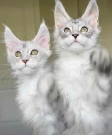 TICA Registered Maine Coon Kittens and Cats - Photo 8