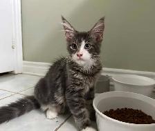 TICA Registered Maine Coon Kittens and Cats - Photo 9