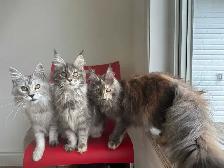 TICA Registered Maine Coon Kittens and Cats - Photo 10