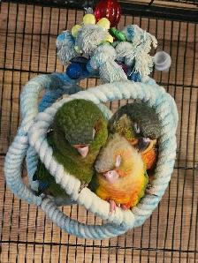 Last One! Female Conure Baby - Photo 2