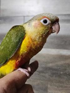 Last One! Female Conure Baby - Photo 5