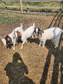 boer cross bucks