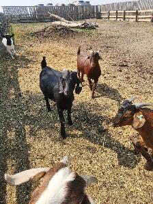 boer cross bucks - Photo 2