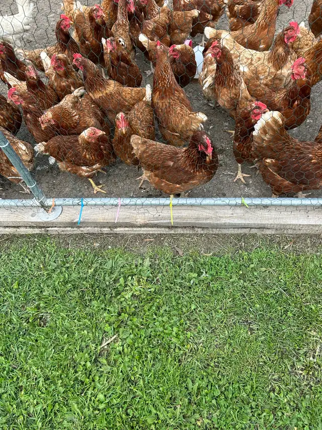 Layer Hens