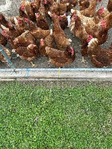 Layer Hens
