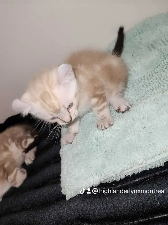 HIGHLANDLYNX BLANCHE MARBRÉS