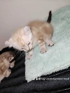 HIGHLANDLYNX BLANCHE MARBRÉS