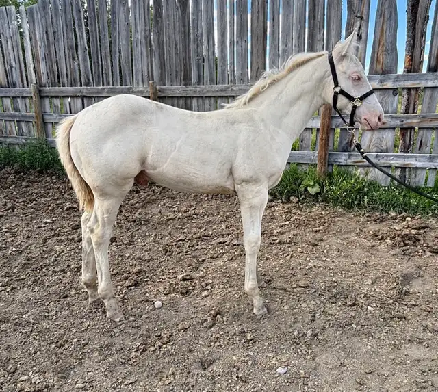 Perlino Quarter Horse 2026 Stud Colt for Sale
