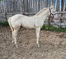 Perlino Quarter Horse 2026 Stud Colt for Sale