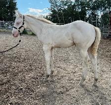 Perlino Quarter Horse 2026 Stud Colt for Sale - Photo 2