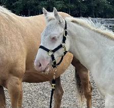 Perlino Quarter Horse 2026 Stud Colt for Sale - Photo 3