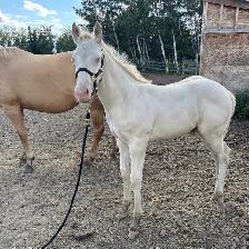 Perlino Quarter Horse 2026 Stud Colt for Sale - Photo 4