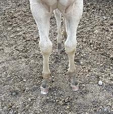 Perlino Quarter Horse 2026 Stud Colt for Sale - Photo 5