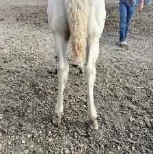 Perlino Quarter Horse 2026 Stud Colt for Sale - Photo 6