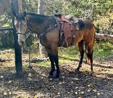 Perlino Quarter Horse 2026 Stud Colt for Sale - Photo 7