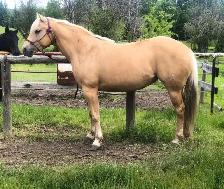 Perlino Quarter Horse 2026 Stud Colt for Sale - Photo 8