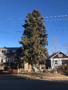 Room for rent in Sunnyside house near downtown, SAIT, ACAD, UofC - Photo 6