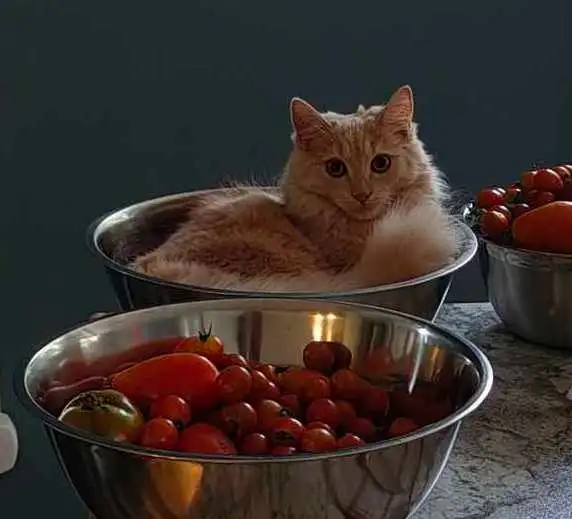 Missing Cat - Kalina