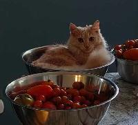 Missing Cat - Kalina