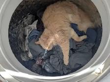 Missing Cat - Kalina - Photo 2