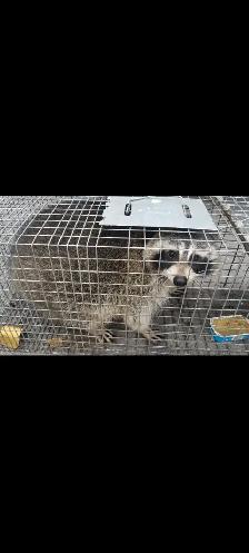 ALL KIND PEST CALL 647 404 2562 PEOPLES PEST AND ANIMAL CONTROL - Photo 4