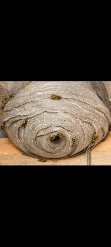 ALL KIND PEST CALL 647 404 2562 PEOPLES PEST AND ANIMAL CONTROL - Photo 4