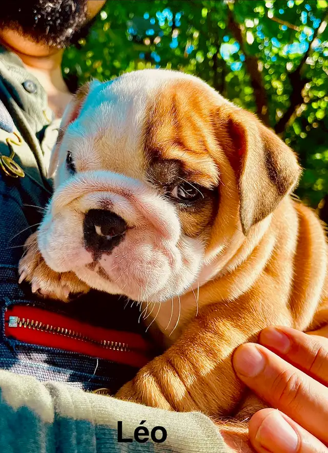 CKC Registered English Bulldog Puppies