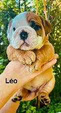CKC Registered English Bulldog Puppies - Photo 2