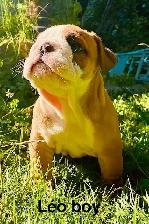 CKC Registered English Bulldog Puppies - Photo 3