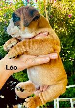 CKC Registered English Bulldog Puppies - Photo 4