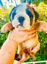 CKC Registered English Bulldog Puppies - Photo 5