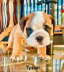 CKC Registered English Bulldog Puppies - Photo 6