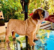 CKC Registered English Bulldog Puppies - Photo 7