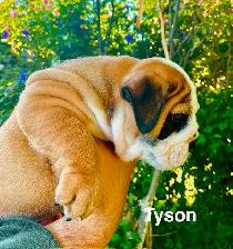 CKC Registered English Bulldog Puppies - Photo 8