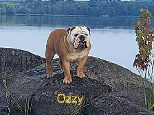 CKC Registered English Bulldog Puppies - Photo 9